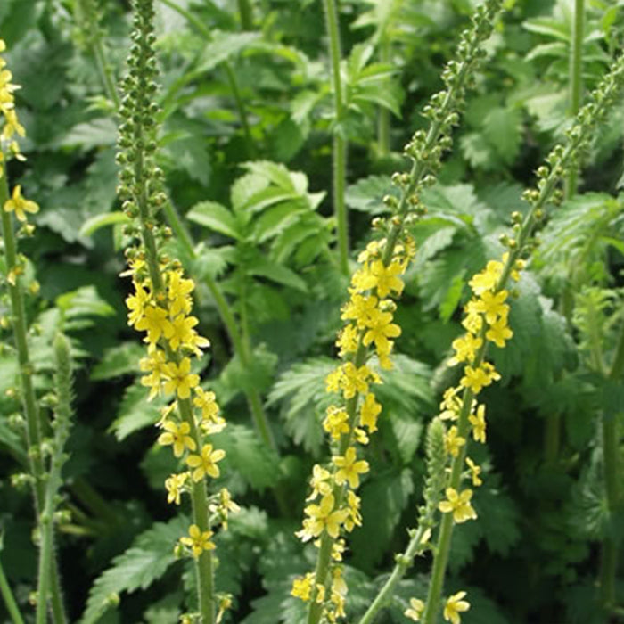 Agrimony Seeds (Agrimonia eupatoria) [PACKET ONLY]