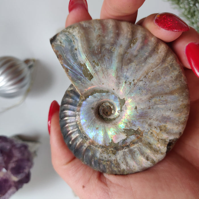 Ammonite, Opalized Ammonite (#11) - Simply Affinity