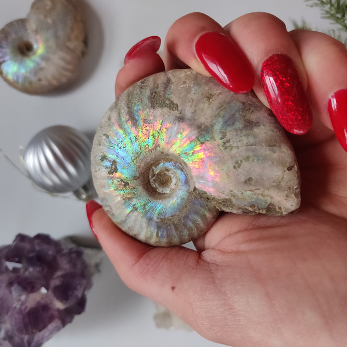 Ammonite, Opalized Ammonite (#13) - Simply Affinity