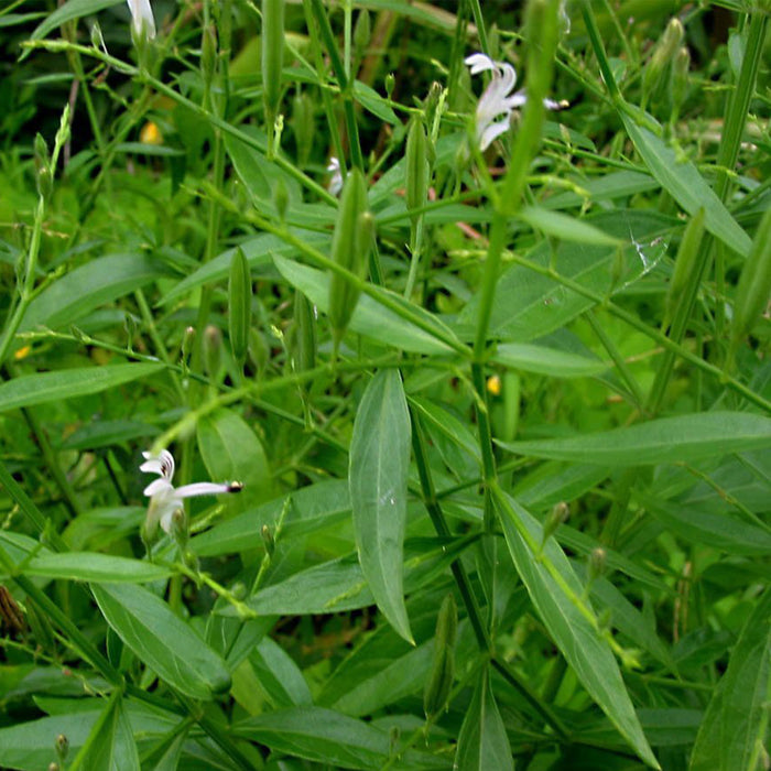 Andrographis Seeds (Andrographis paniculata)