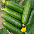 Ashley Cucumber Seeds