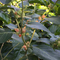 Ashwagandha Seeds (Withania somnifera)