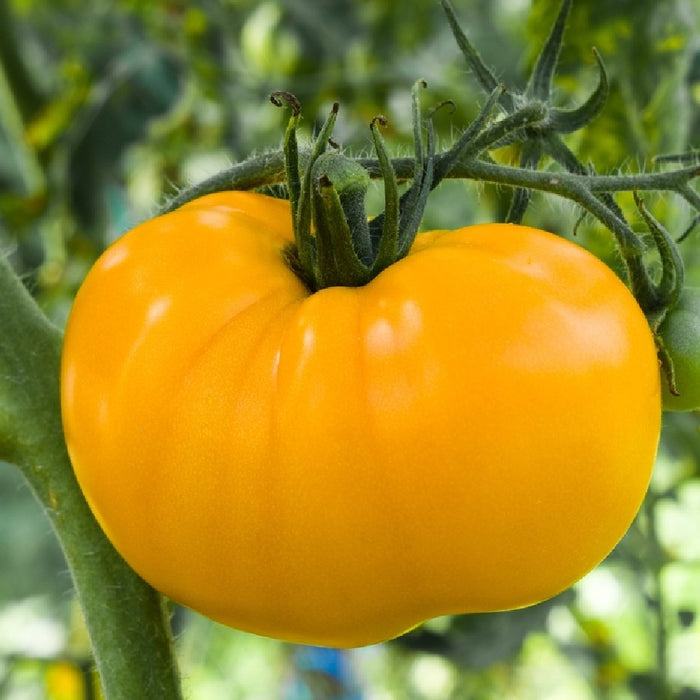 Azoychka Tomato Seeds