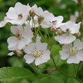 Baby Rose Hip Seeds (Rosa multiflora) [DISCONTINUED]