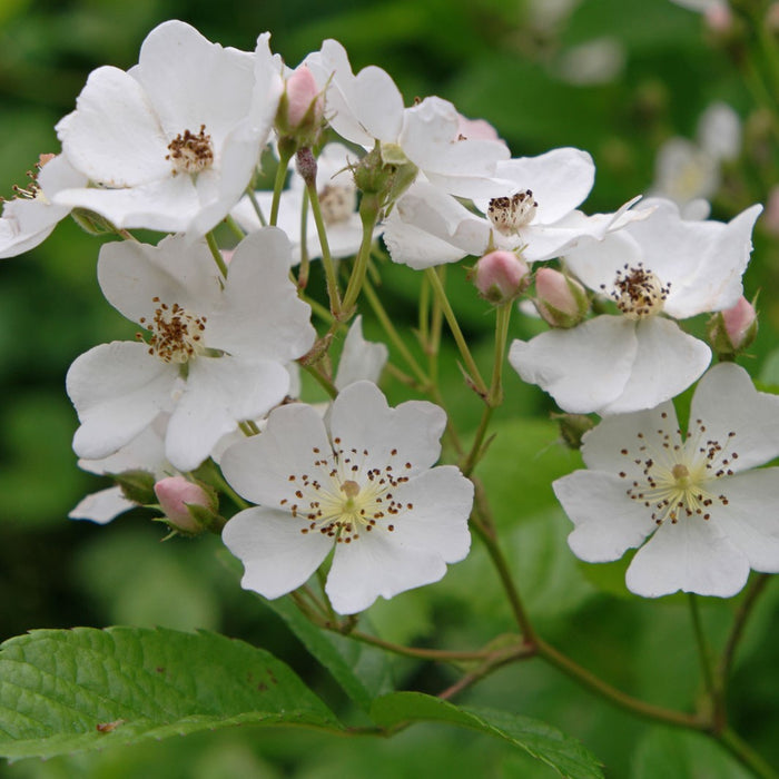 Baby Rose Hip Seeds (Rosa multiflora) [DISCONTINUED]