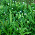 Beijing Grass Seeds (Murdannia loriformis)