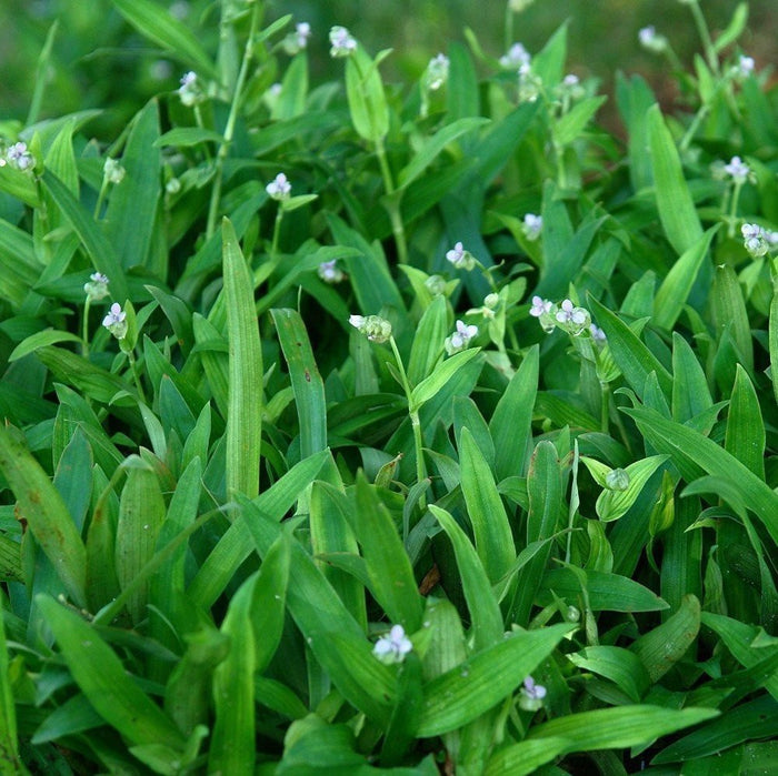Beijing Grass Seeds (Murdannia loriformis)