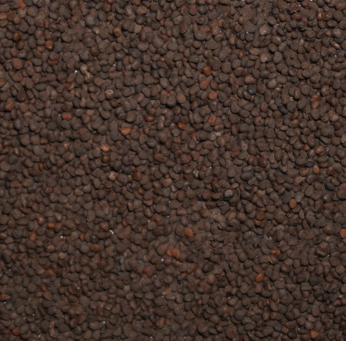 Belladonna Seeds (Atropa belladonna)