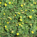 Black Medic Seeds  (Medicago lupulina)