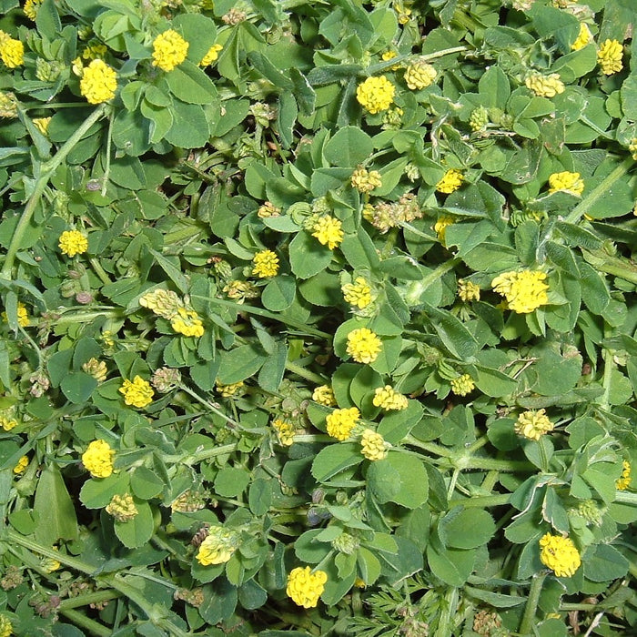 Black Medic Seeds  (Medicago lupulina)