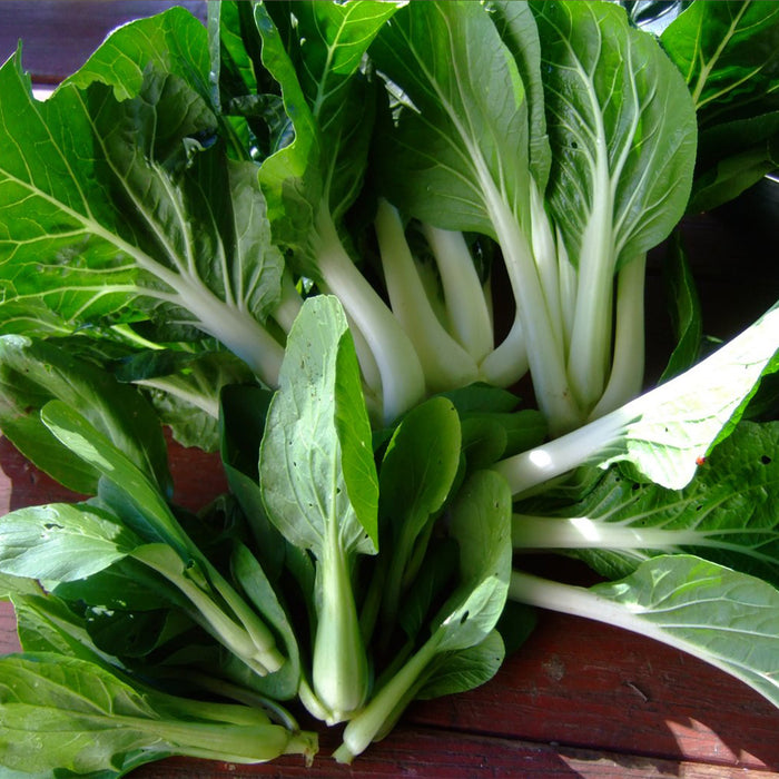 Ching Chang Bok Choy Seeds