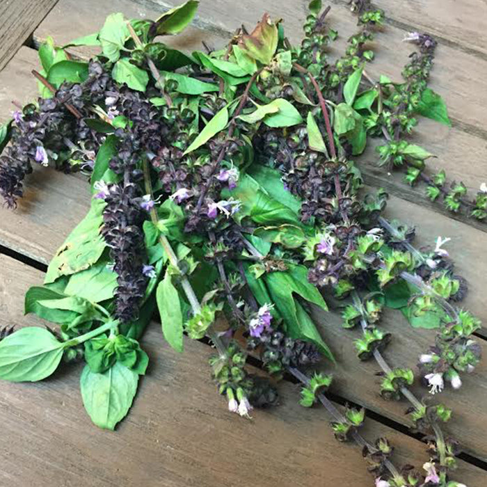 Cinnamon Basil Seeds (Ocimum basilicum)