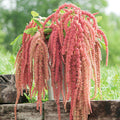 Coral Fountain Amaranth Seeds (Amaranthus caudatus)