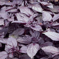 Dark Purple Opal Basil Seeds