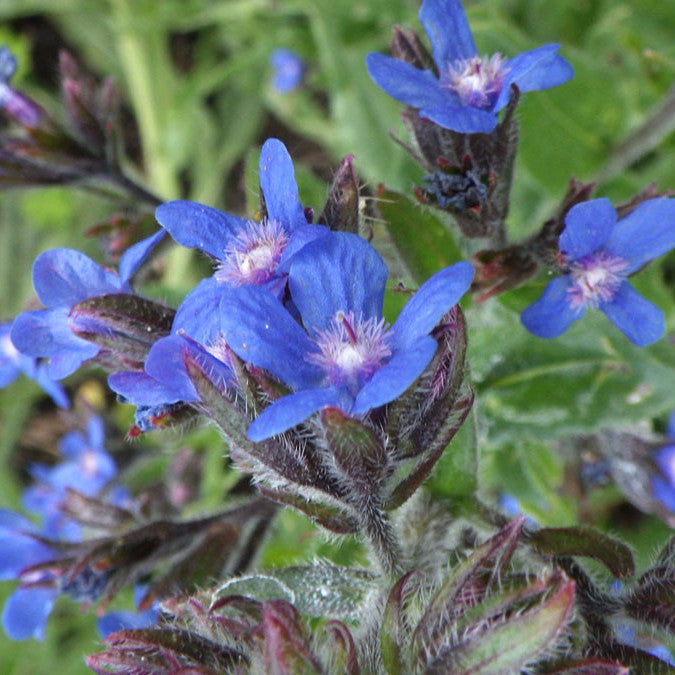 Dropmore Seeds (Anchusa azurea)
