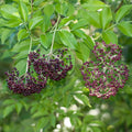 Everglades Elderberry Seeds (Sambucus canadensis)