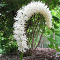 False Unicorn Seeds (Chamaelirium luteum)