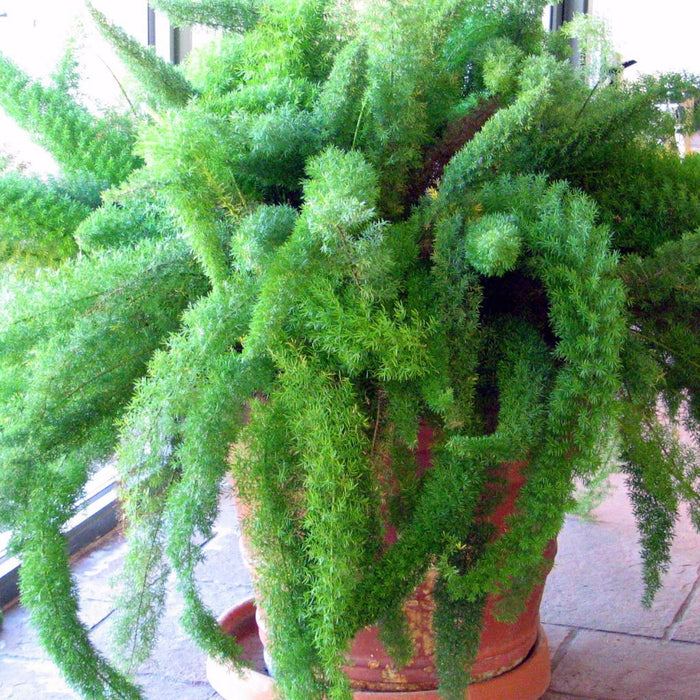 Foxtail Fern Seeds (Asparagus Meyerii)