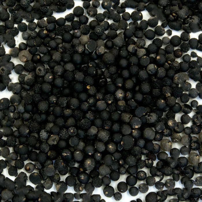 Foxtail Fern Seeds (Asparagus Meyerii)