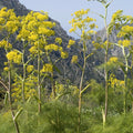 Giant Anise Fennel Seeds (Ferula communis)