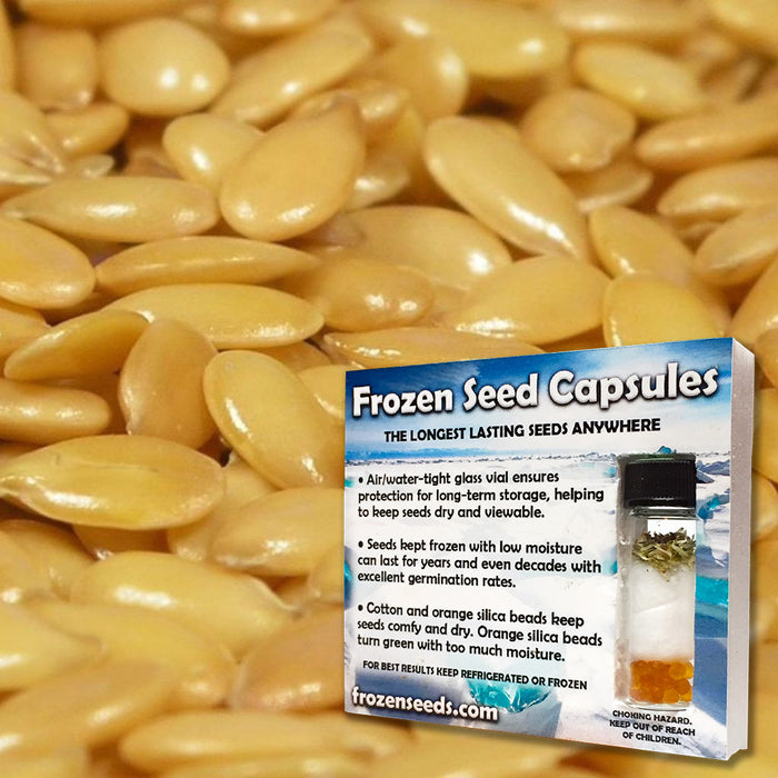 Golden Flax Seeds (Linum usitatissimum)