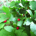 Goldenseal Seeds (Hydrastis canadensis) [PACKET ONLY]