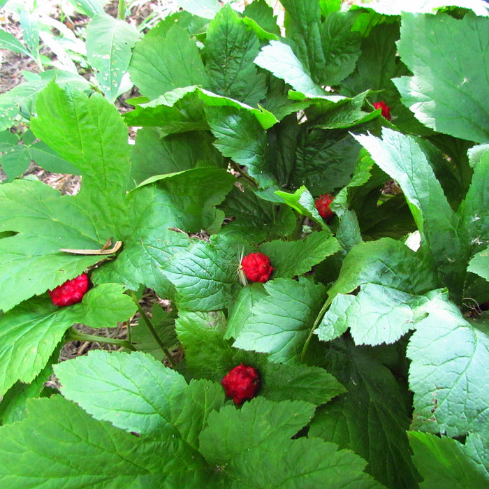 Goldenseal Seeds (Hydrastis canadensis) [PACKET ONLY]