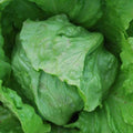 Great Lakes Head Lettuce Seeds