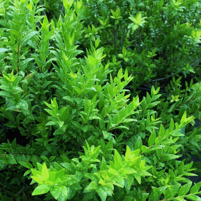 Greek Myrtle Seeds (Myrtus communis)