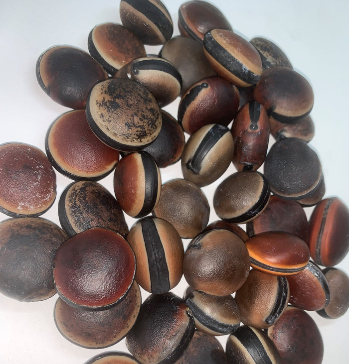 Hamburger Sea Bean (Mucuna spp.) [PACKET ONLY]