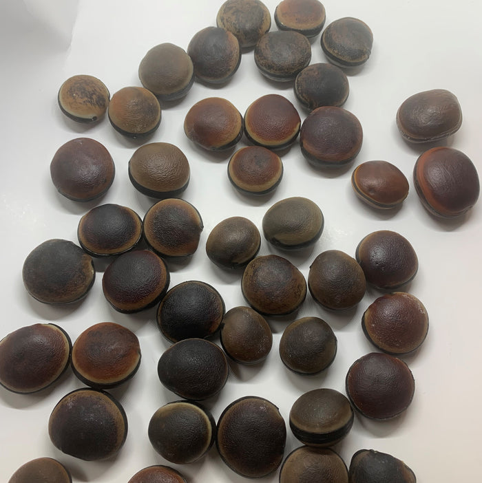 Hamburger Sea Bean (Mucuna spp.) [PACKET ONLY]