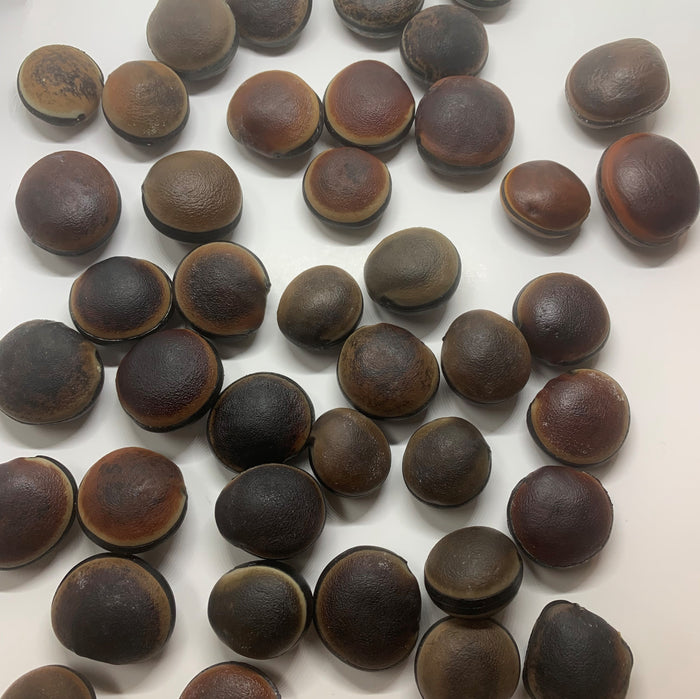 Hamburger Sea Bean (Mucuna spp.) [PACKET ONLY]