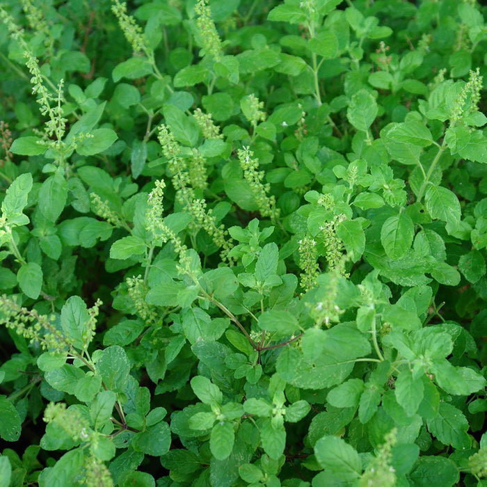 Holy Kaprao Basil Seeds; Rama Tulsi (Ocimum sanctum)