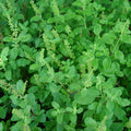 Holy Kaprao Basil Seeds; Rama Tulsi (Ocimum sanctum)