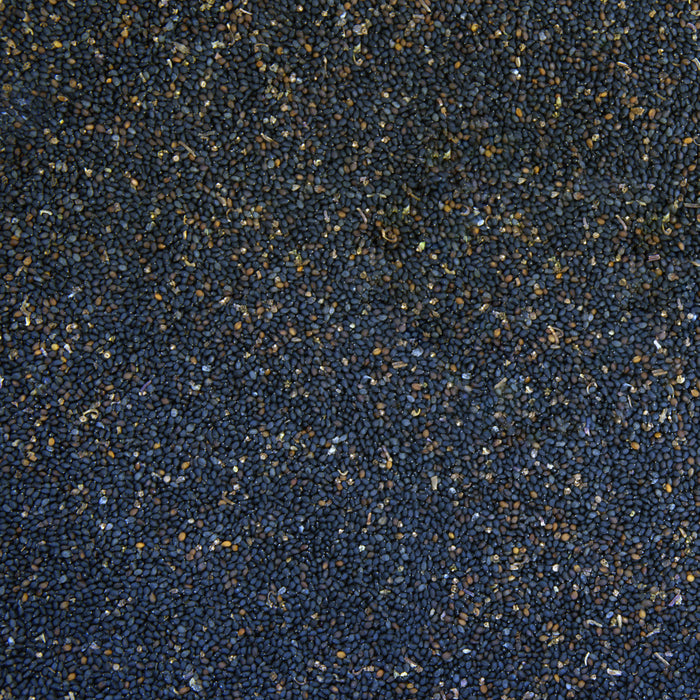 Holy Kaprao Basil Seeds; Rama Tulsi (Ocimum sanctum)