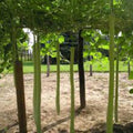Kikinda Competition Strain Edible Gourd Seeds [PACKET ONLY]
