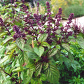 Licorice Basil Seeds (Ocimum basilicum)