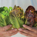 Mini-Romaine Trio Lettuce Seeds