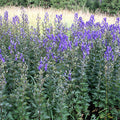 Monkshood Seeds (Aconitum napellus)