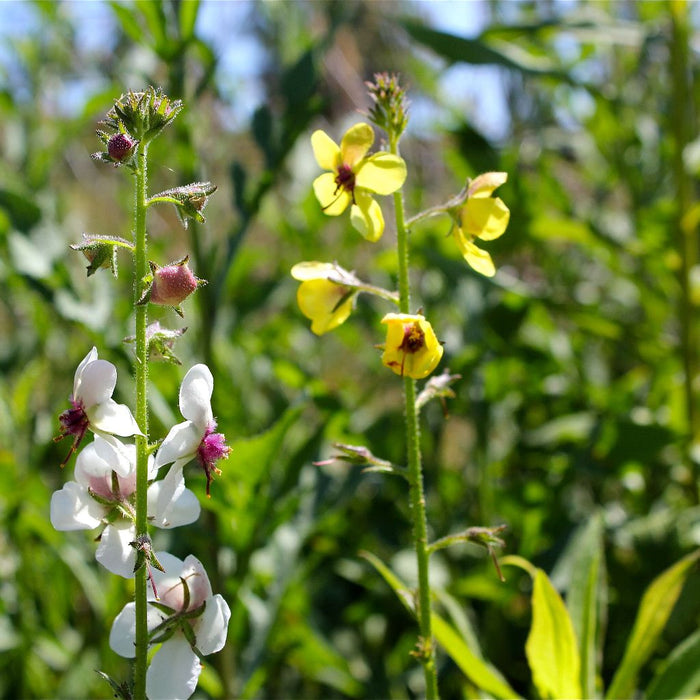 Moth Mullein Seeds (Verbascum blattaria)
