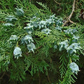 Oriental Arborvitae Tree (Thuja orientalis)