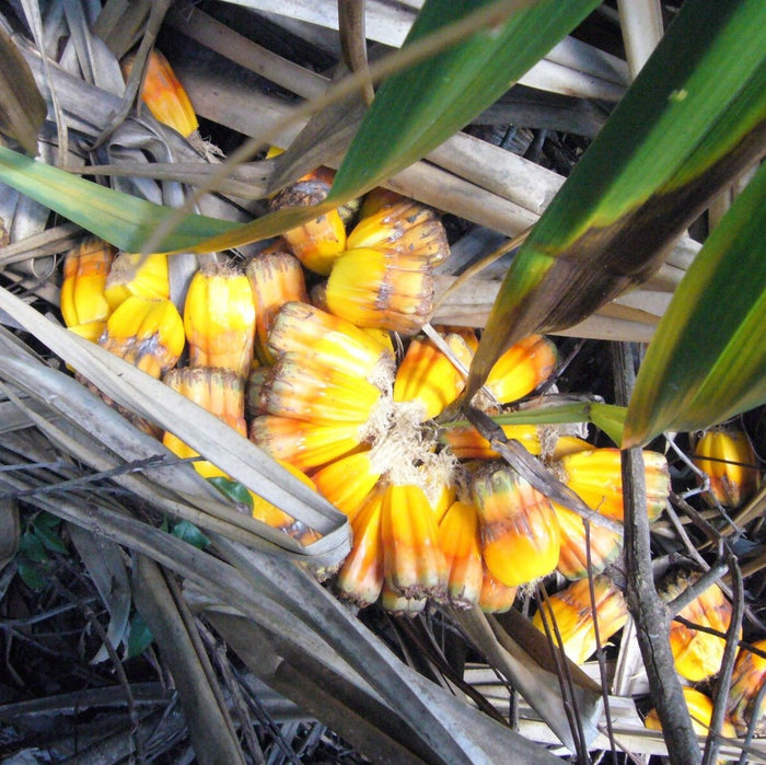 Pandanus Palm Seeds (Pandanus utilis) [PACKET ONLY]