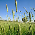 Phalaris Grass Seeds (Phalaris aquatica)