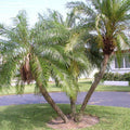 Pygmy Date Palm Seeds (Phoenix Roebelenii)