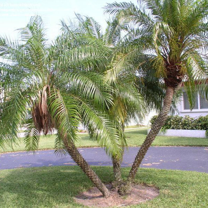 Pygmy Date Palm Seeds (Phoenix Roebelenii)