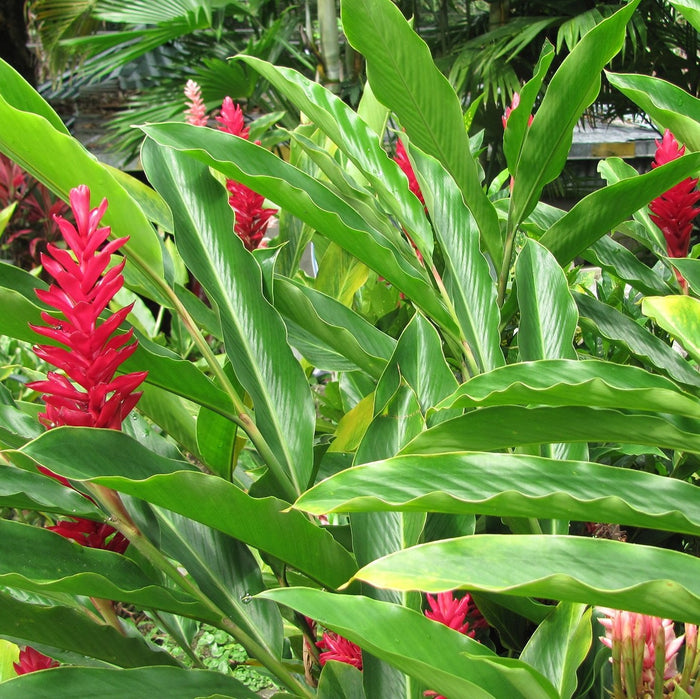 Red Ginger Seeds (Alpinia purpurata)