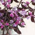 Ruby Moon Hyacinth Bean Seeds (Dolichos lablab)