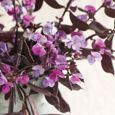 Ruby Moon Hyacinth Bean Seeds (Dolichos lablab)