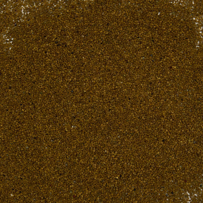 Scullcap Seeds (Scutellaria lateriflora)