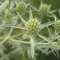 Seaholly Eryngo Seeds (Eryngium campestre)
